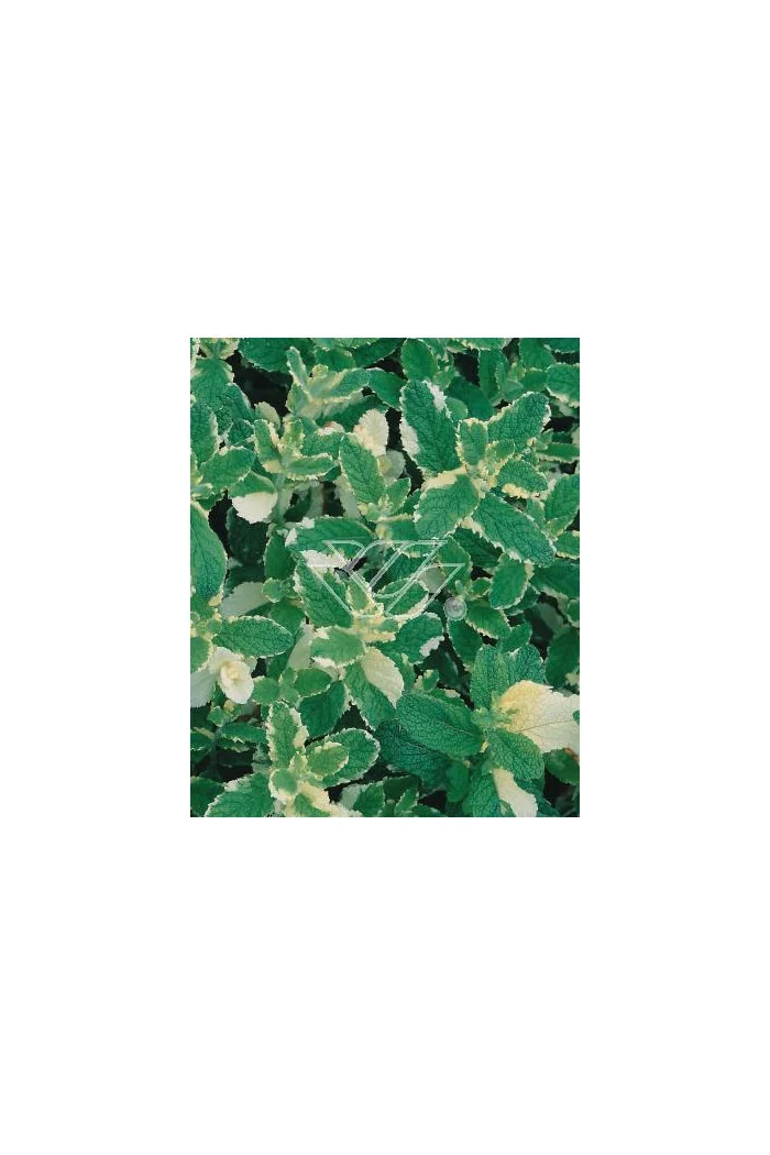 Mięta wonna 'Variegata' Mentha suaveolens