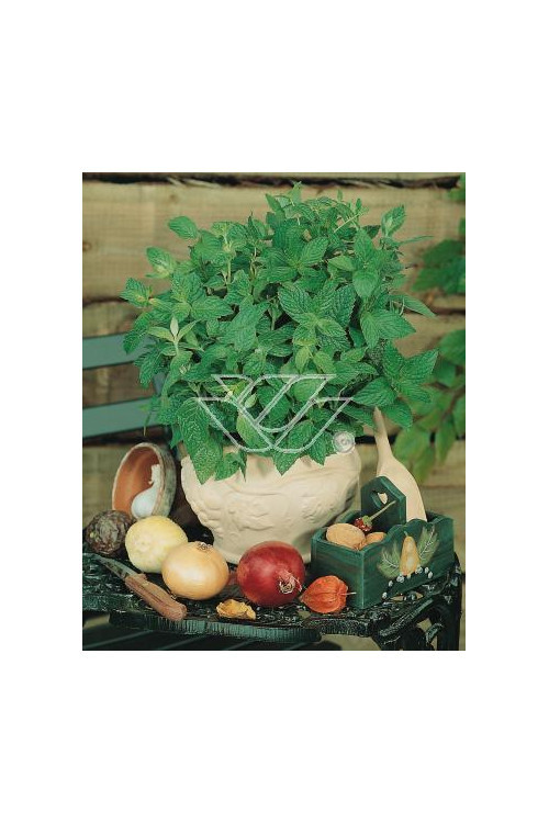 Mięta pieprzowa Mentha x piperita