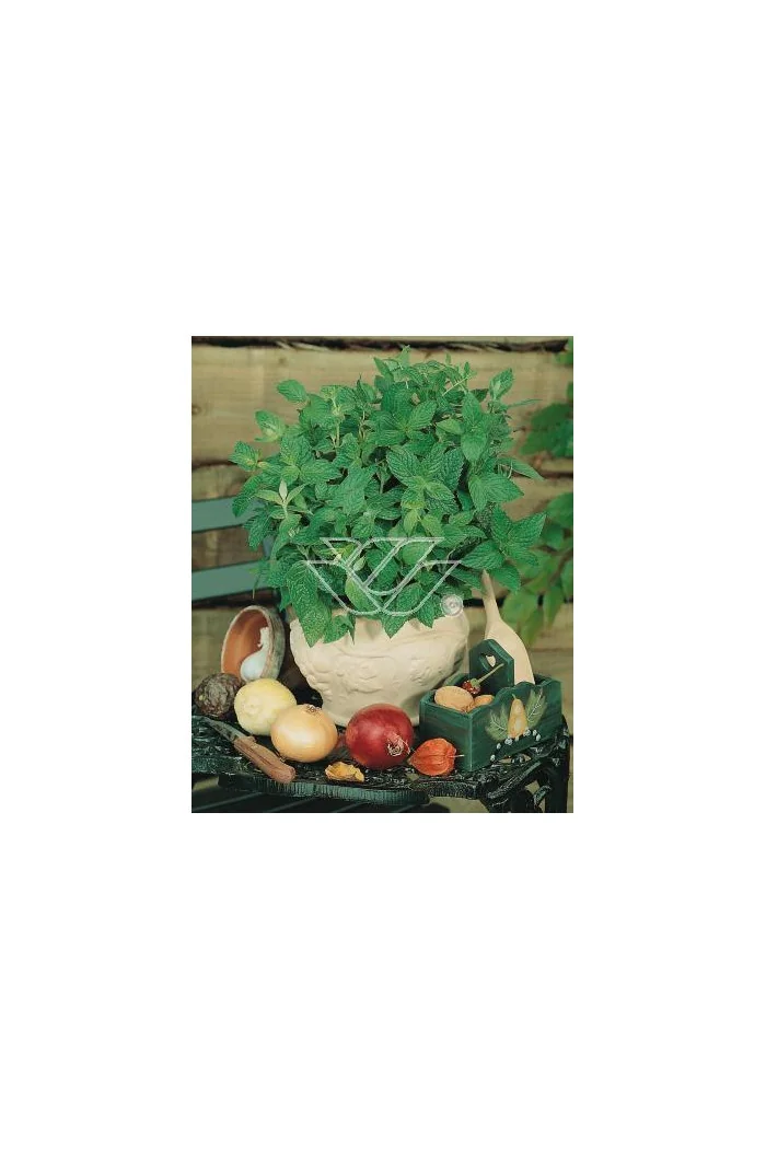 Mięta pieprzowa Mentha x piperita