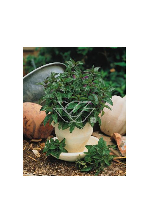 Mięta pieprzowa Mentha x piperita