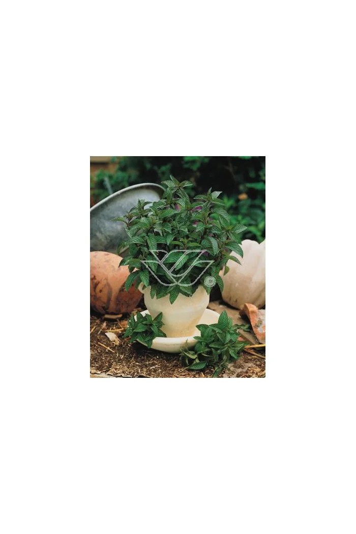 Mięta pieprzowa Mentha x piperita