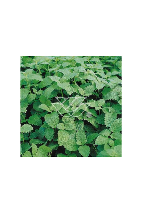 Melisa lekarska Melissa officinalis