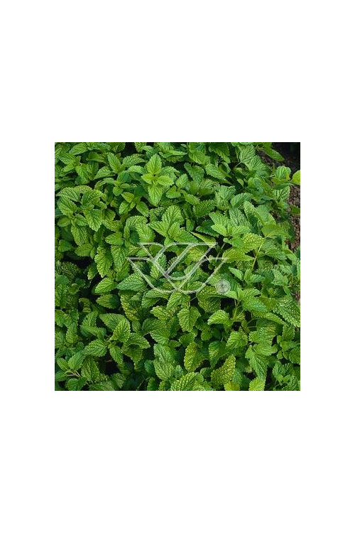 Melisa lekarska Melissa officinalis