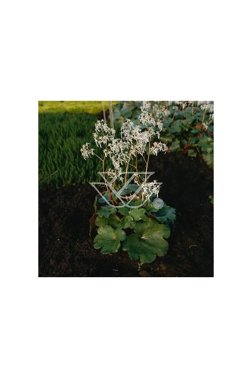 Skalnica 'Harvest Moon' Saxifraga fortunei