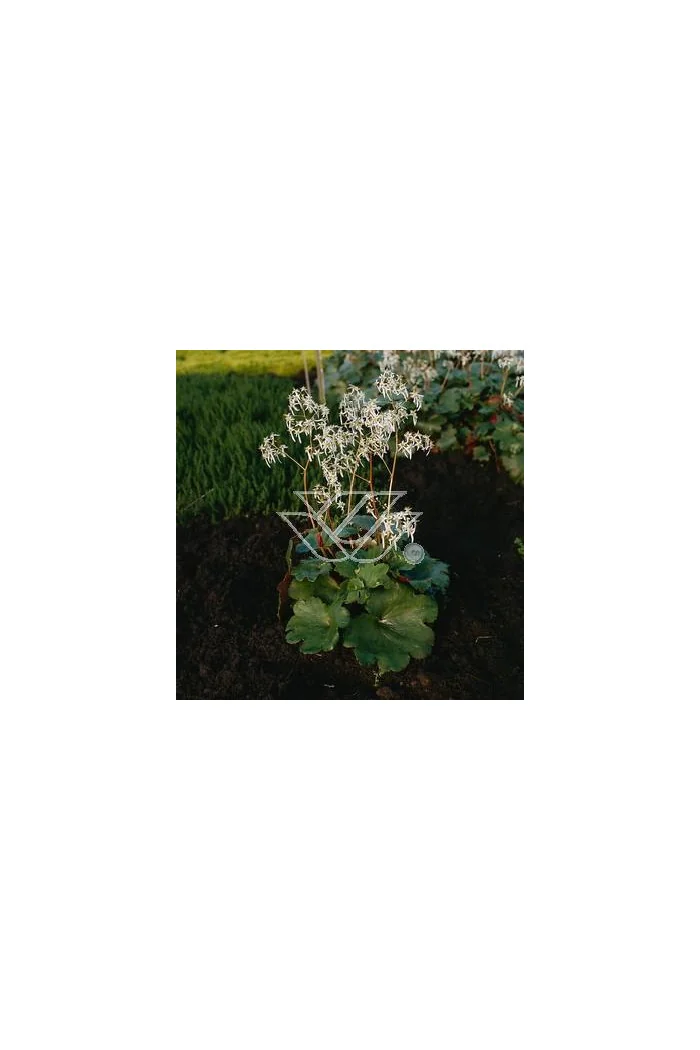 Skalnica 'Harvest Moon' Saxifraga fortunei