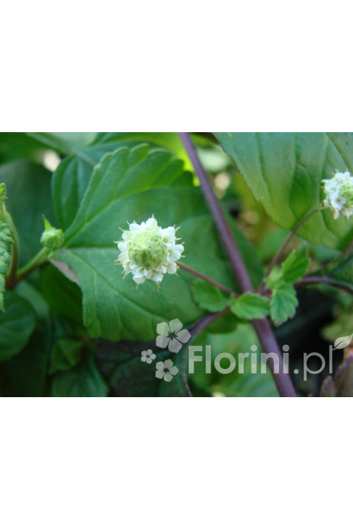 Lipia Lippia dulcis