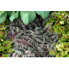 Wietlica japońska 'Burgundy Lace' | Athyrium