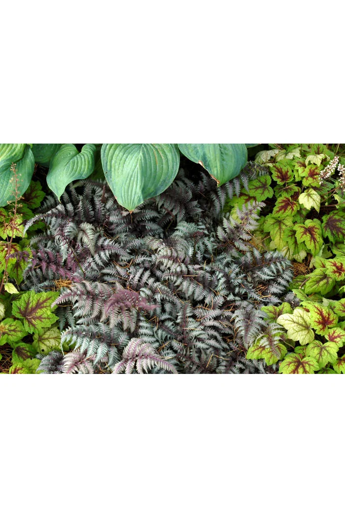 Wietlica japońska 'Burgundy Lace' | Athyrium