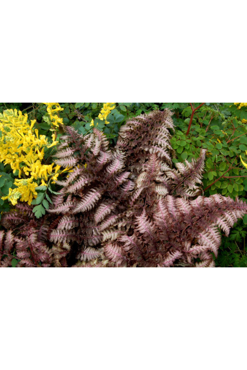 Wietlica japońska 'Burgundy Lace' | Athyrium