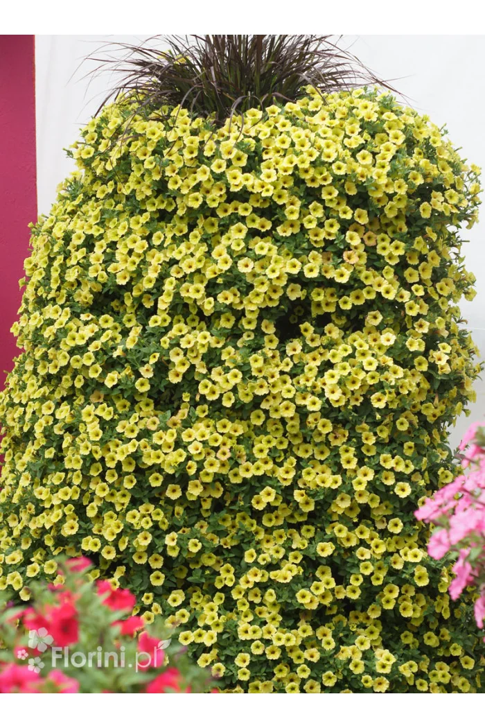 Supertunia MINI Vista 'Yellow'