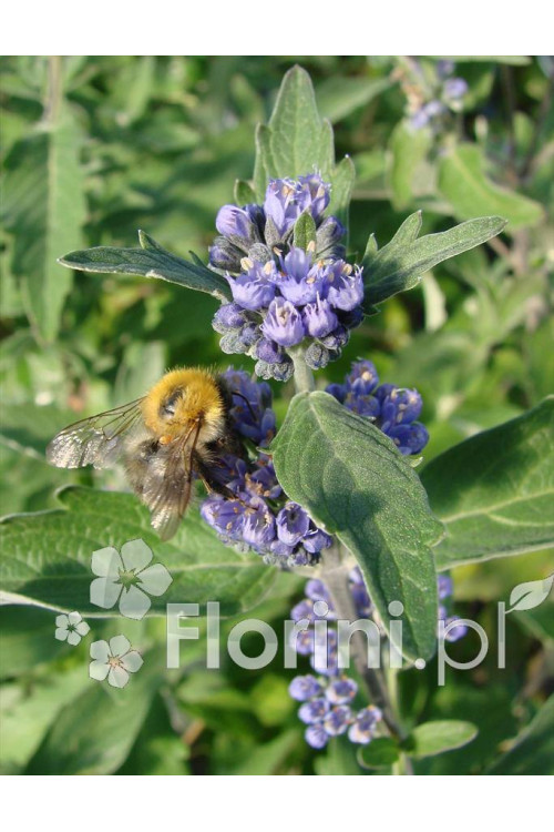 Barbula klandońska 'Kew Blue' | Caryopteris x clandonensis