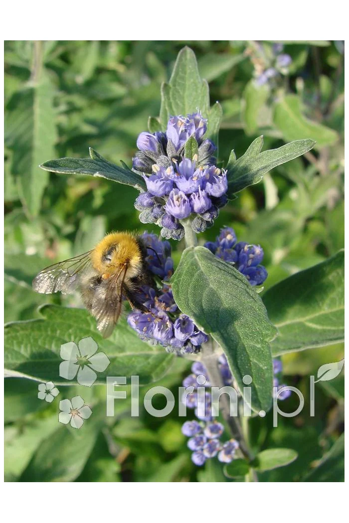 Barbula klandońska 'Kew Blue' | Caryopteris x clandonensis