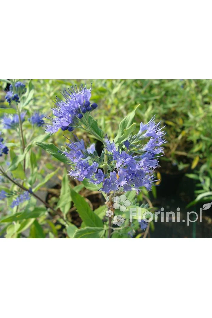 Barbula klandońska 'Worchester Gold' | Caryopteris x clandonensis