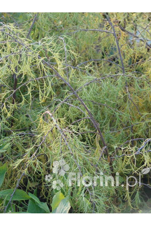 Brzoza brodawkowata 'Trost Dwarf' Betula pendula
