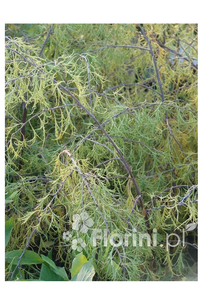 Brzoza brodawkowata 'Trost Dwarf' Betula pendula