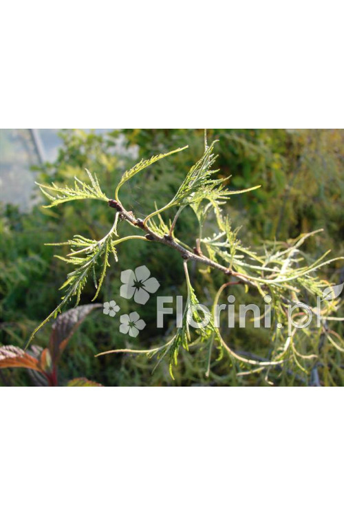 Brzoza brodawkowata 'Trost Dwarf' Betula pendula