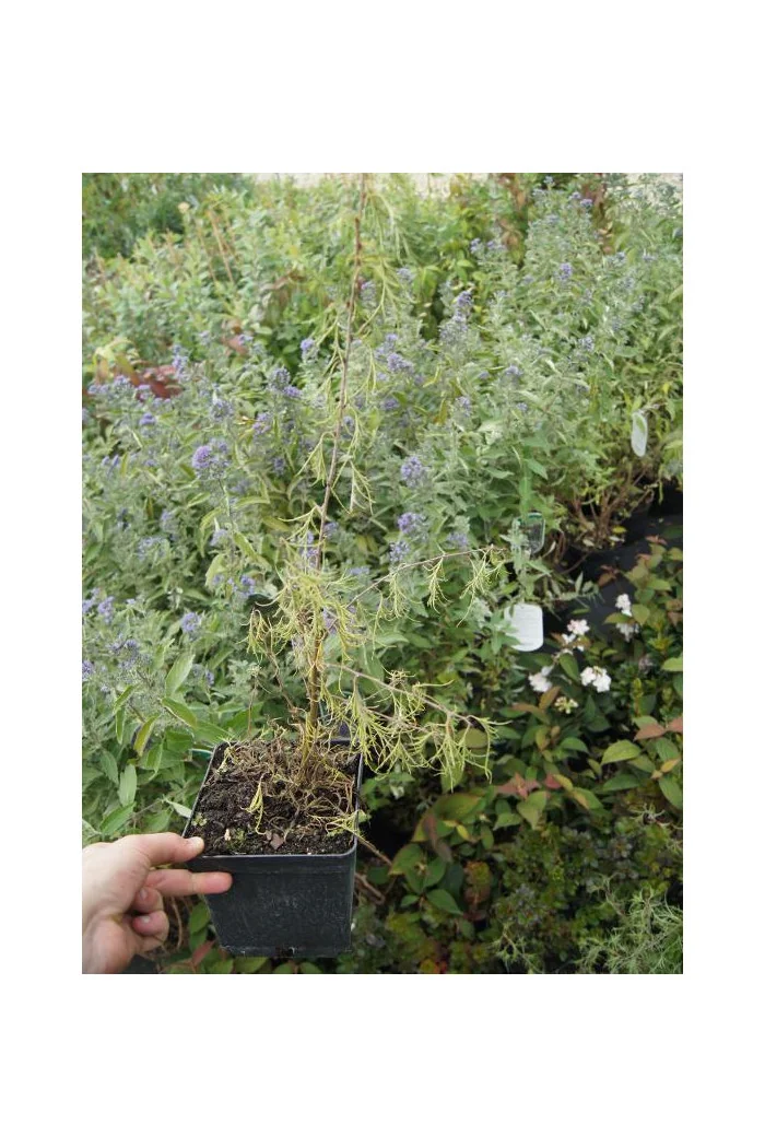 Brzoza brodawkowata 'Trost Dwarf' Betula pendula