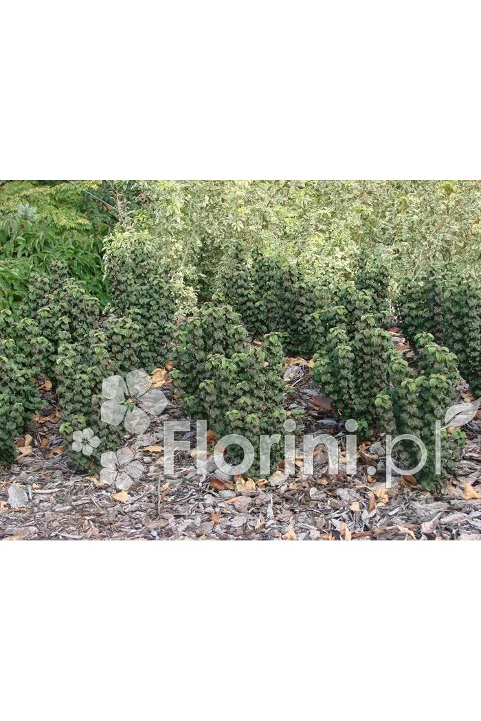 Dereń świdwa 'Compressa' Cornus sanguinea