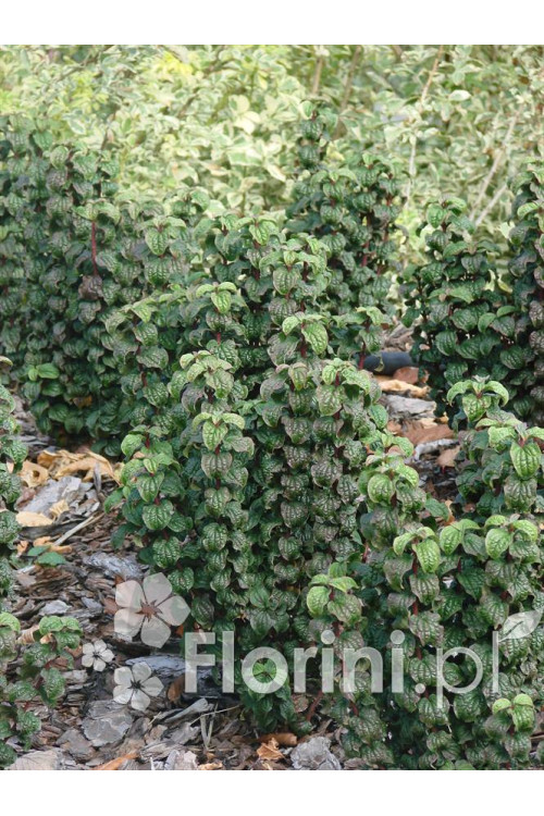 Dereń świdwa 'Compressa' Cornus sanguinea