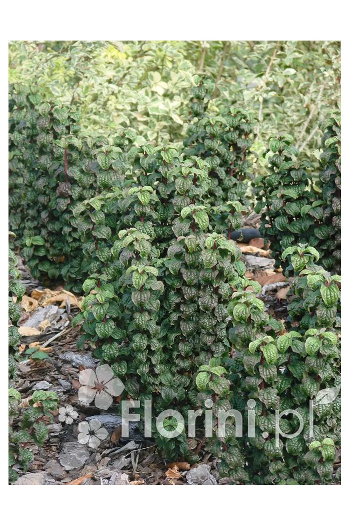 Dereń świdwa 'Compressa' Cornus sanguinea