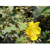 Dziurawiec 'Tricolor' | Hypericum moserianum