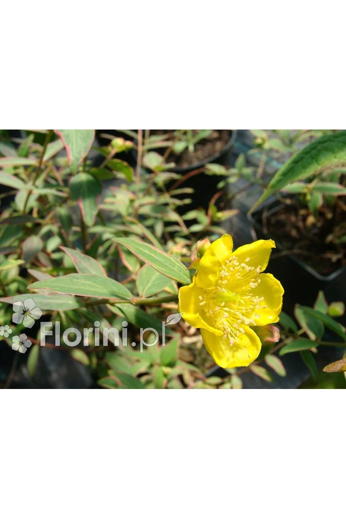Dziurawiec 'Tricolor' | Hypericum moserianum