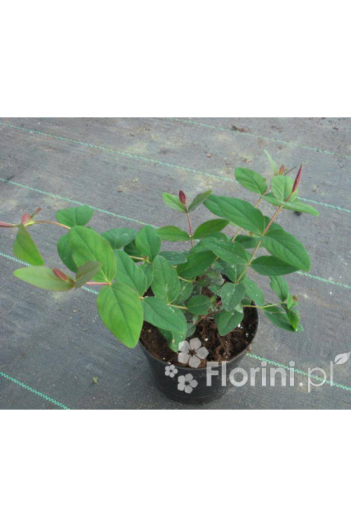 Dziurawiec bezwonny 'Autumn Blaze' Hypericum inodorum