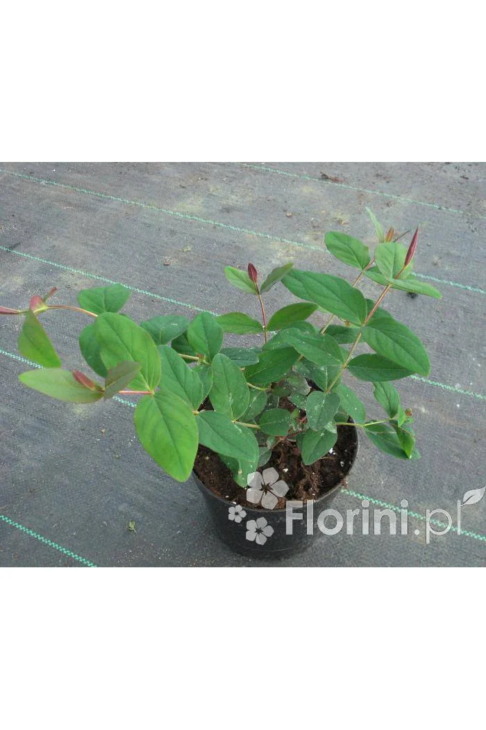 Dziurawiec purpurowy Hypericum purpurea