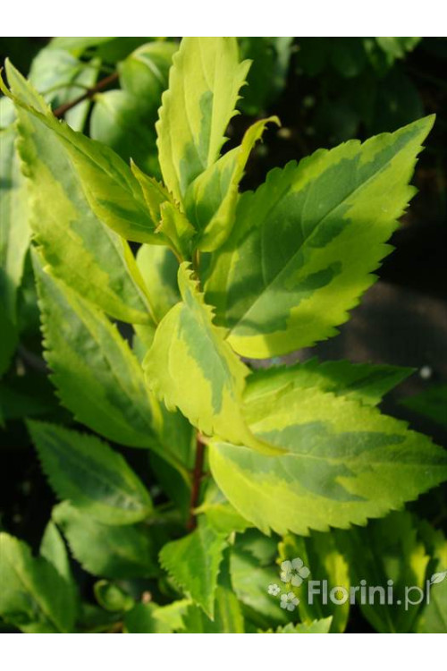 Forsycja pośrednia 'Golden Times' | Forsythia intermedia