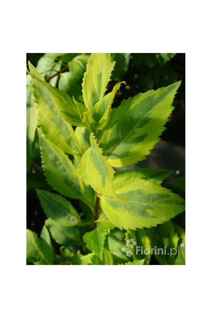 Forsycja pośrednia 'Golden Times' | Forsythia intermedia