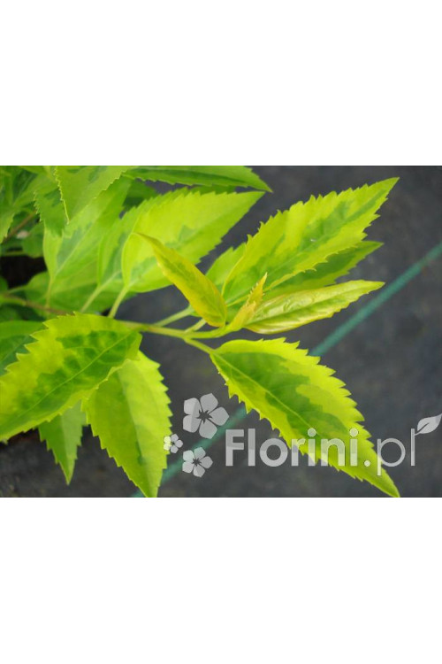 Forsycja pośrednia 'Golden Times' | Forsythia intermedia