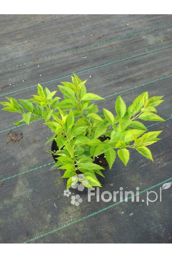 Forsycja pośrednia 'Golden Times' | Forsythia intermedia