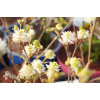 Fotergilla Gardena | Fothergilla gardenii