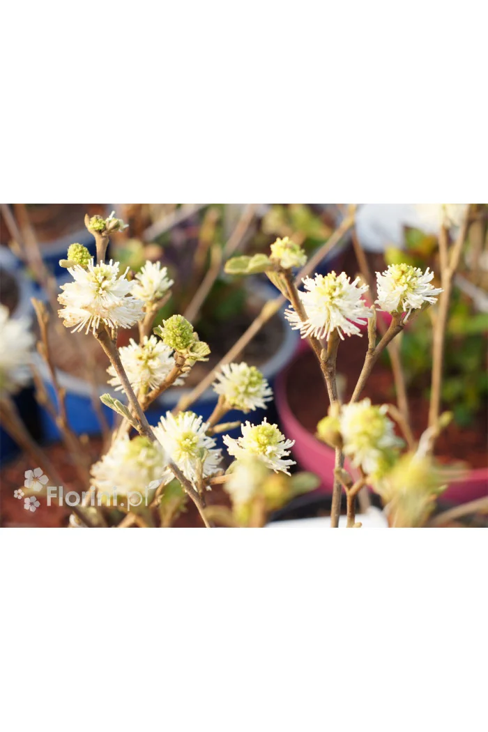 Fotergilla Gardena | Fothergilla gardenii