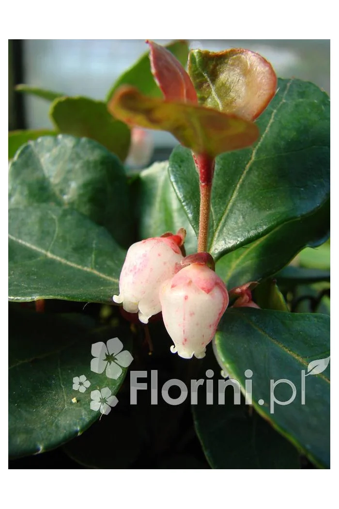 Gloteria rozesłana Gaultheria procumbens