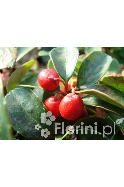 Gloteria rozesłana Gaultheria procumbens