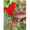 Głogownik 'Red Robin' Photinia fraseri