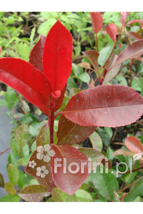 Głogownik 'Red Robin' Photinia fraseri