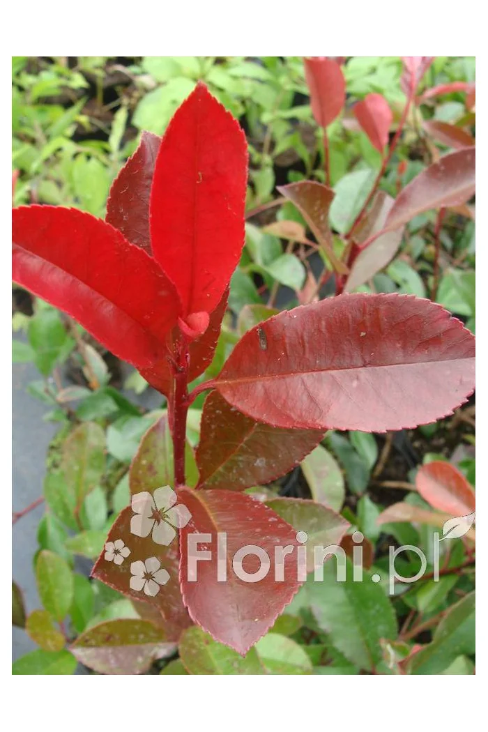 Głogownik 'Red Robin' Photinia fraseri