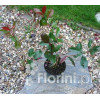 Głogownik 'Red Robin' Photinia fraseri