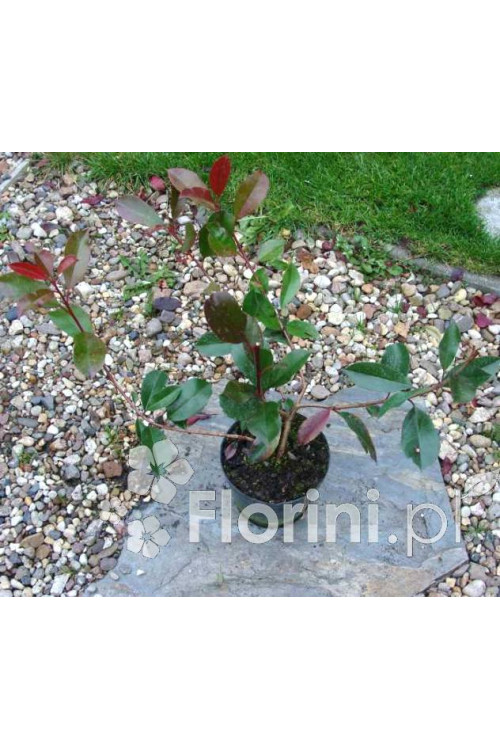 Głogownik 'Red Robin' Photinia fraseri