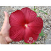 Hibiskus bylinowy 'Nippon Red' Hibiscus x moscheutos