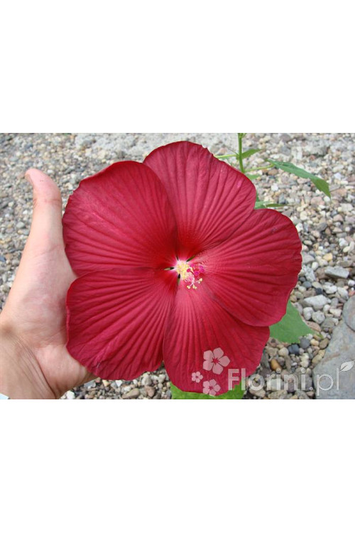 Hibiskus bylinowy 'Nippon Red' Hibiscus x moscheutos