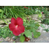 Hibiskus bylinowy 'Nippon Red' Hibiscus x moscheutos