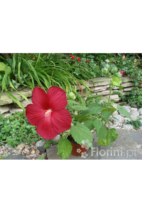 Hibiskus bylinowy 'Nippon Red' Hibiscus x moscheutos