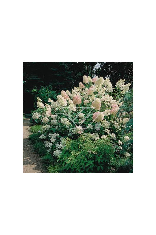 Hortensja bukietowa 'Grandiflora' | Hydrangea paniculata