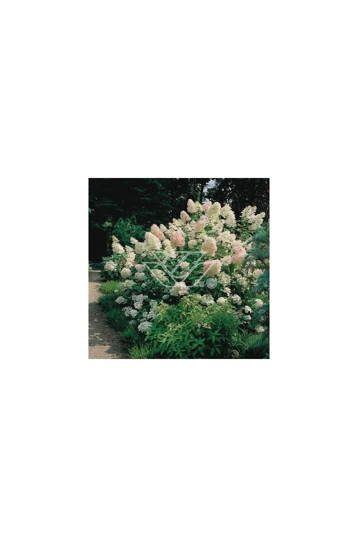 Hortensja bukietowa 'Grandiflora' | Hydrangea paniculata