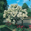 Hortensja bukietowa 'Grandiflora' | Hydrangea paniculata