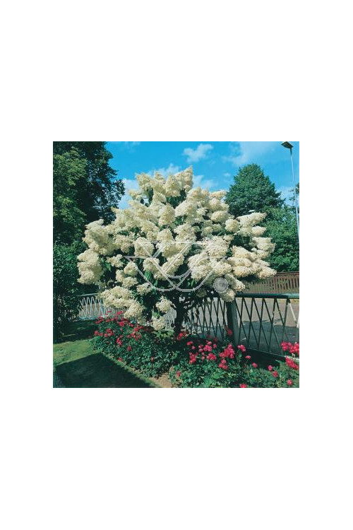 Hortensja bukietowa 'Grandiflora' | Hydrangea paniculata