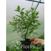 Hortensja bukietowa 'Grandiflora' | Hydrangea paniculata